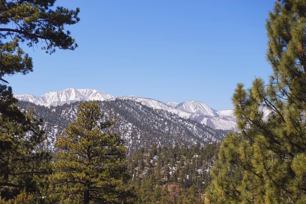 View through the trees of mountains with snow