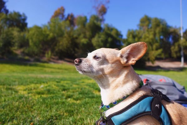 A dog sitting in a grassy park