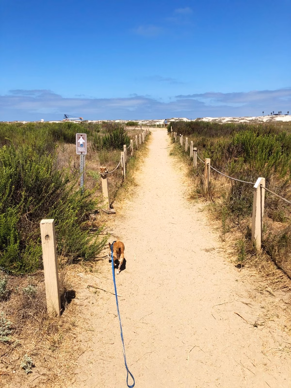Dog on a beach walking along a sandy trail with bushes on either side