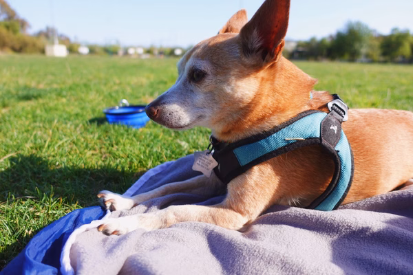 Small dog sitting on a blanket