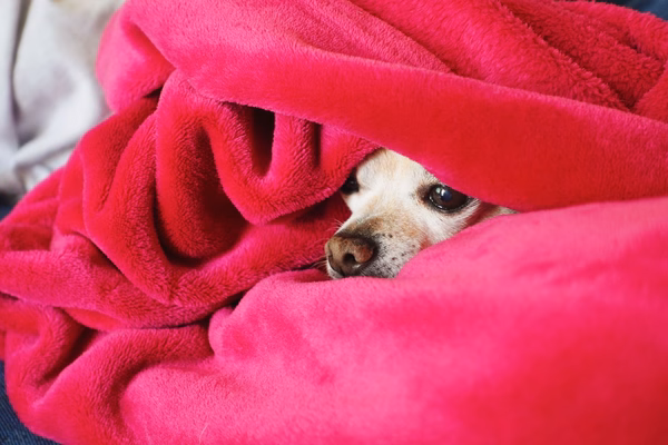 Small dog completely wrapped in a blanket and poking his face out