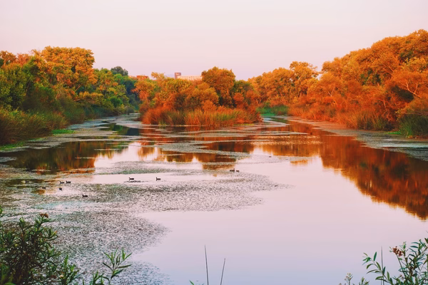 A river lined with trees at sunset