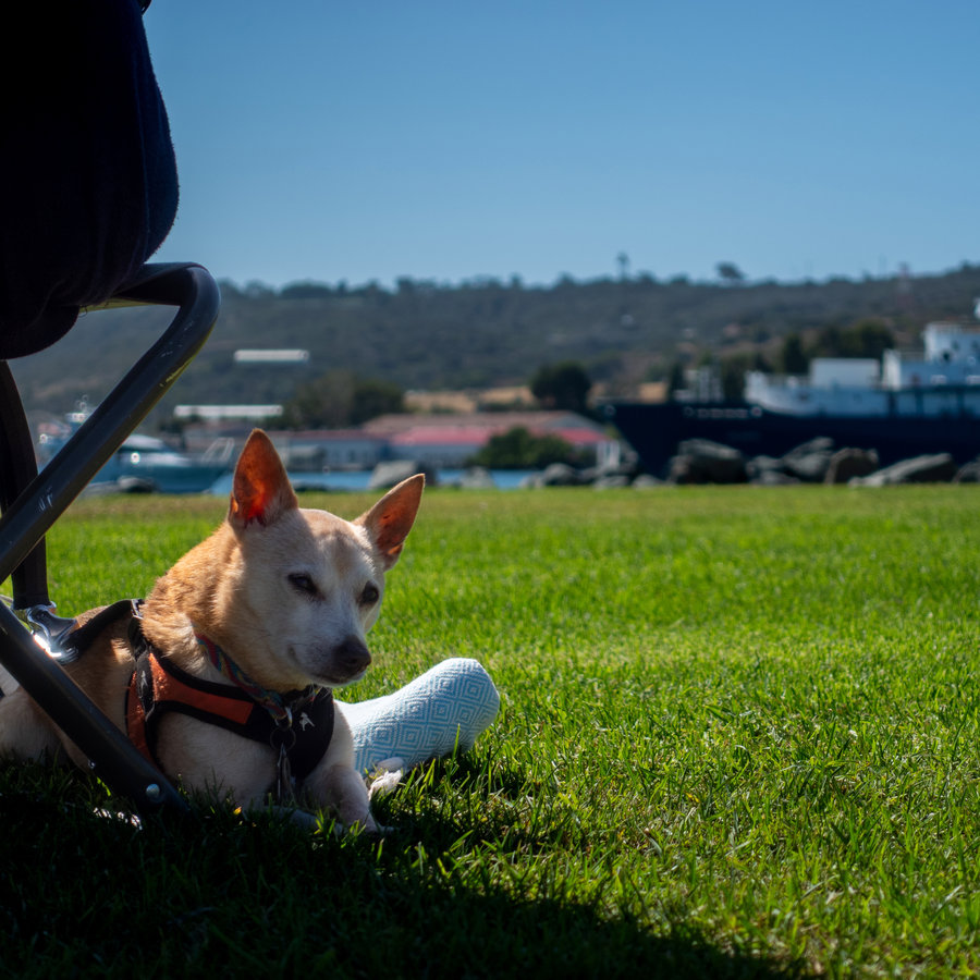 Small dog sitting on a blanket in the grass, with ships in the background