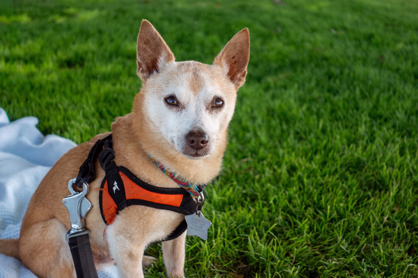 Closeup of a small dog