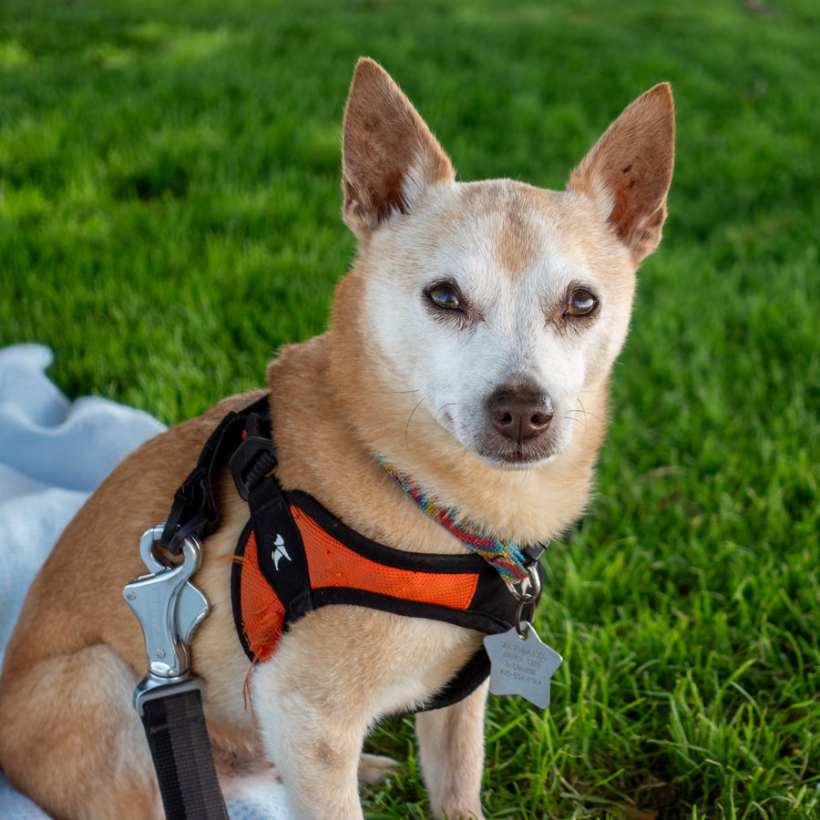 Closeup of a small dog looking at the camera